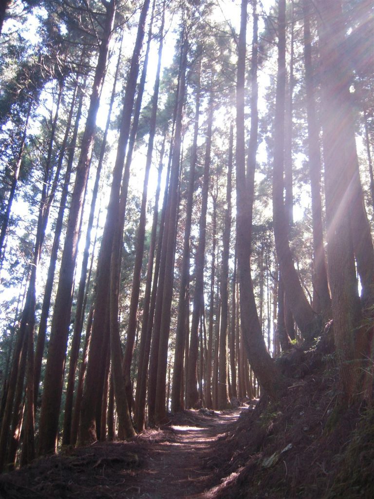 檜木巨木步道