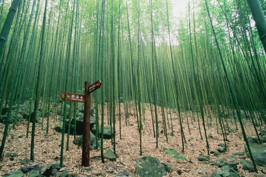 八仙山竹林