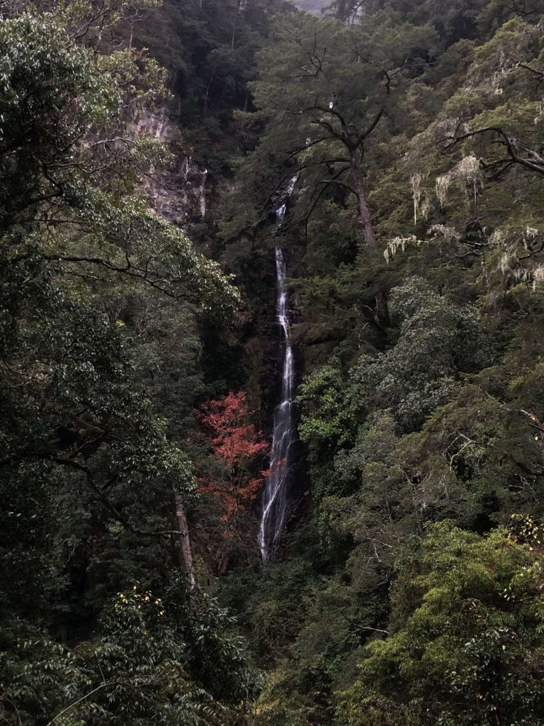 觀霧步道